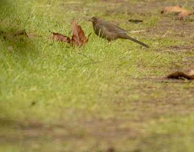 California Towhee