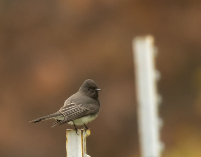 Black Phoebe