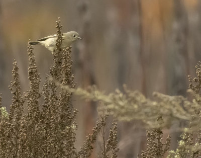 Ruby crowned Kinglet
