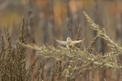 Ruby crowned Kinglet