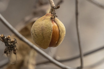 California Buckeye