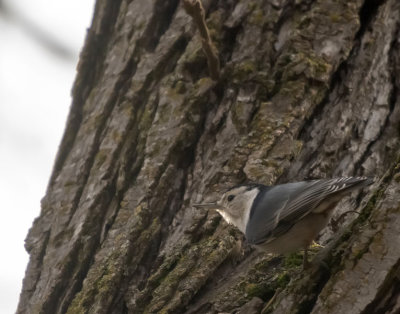 White breasted Nuthatch