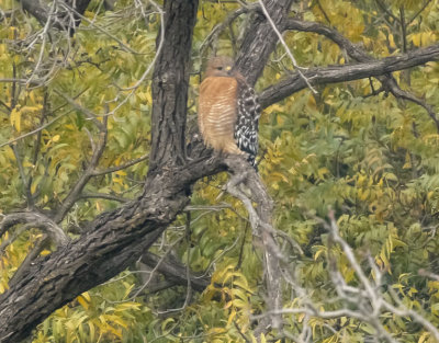 Red Shouldered Hawk