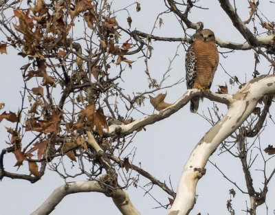 Another Red Shouldered Hawk