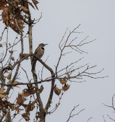 Northern Flicker