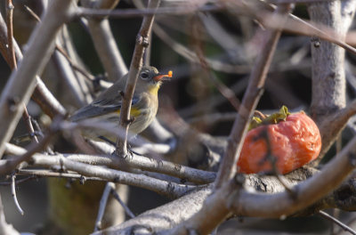 Yellow rumped Warbler