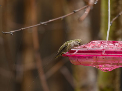 A deep drink during the heavy rains