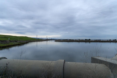 Calm at the Baylands