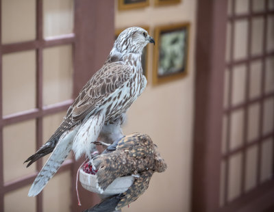 170316 Abu_Dhabi_Falcon_Hospital - 007.jpg