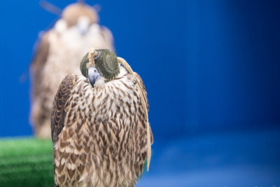 170316 Abu_Dhabi_Falcon_Hospital - 023.jpg