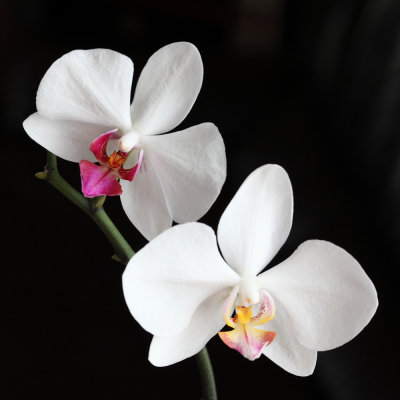 Phalaenopsis ou Orchide papillon