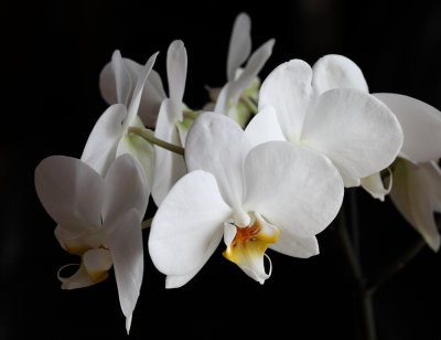 Phalaenopsis ou Orchide papillon