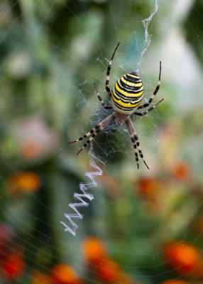 Argiope frelon ou Argiope bruennichi