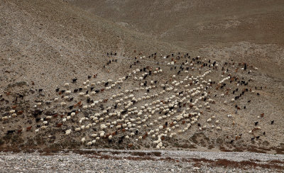 Moutons et chvres