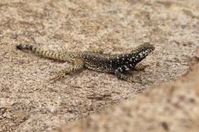 Lzard des rochers