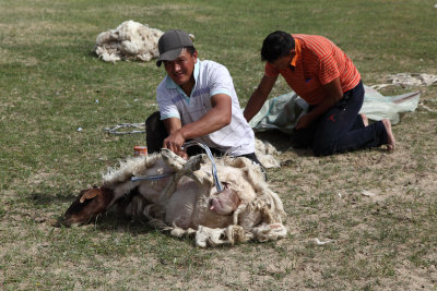 La tonte des moutons