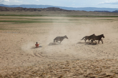 Capture de cheval