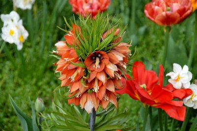 <strong> Fritillaria imperialis<br>(Fritillaire impriale)</strong>