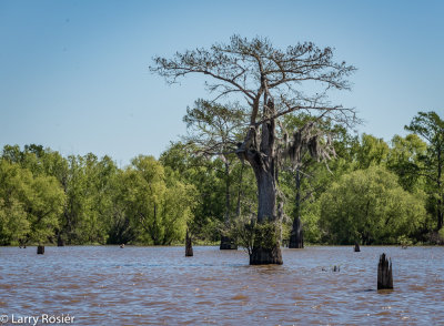 Atchafalaya Swamp