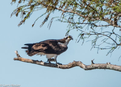 Osprey, Atchafalaya Swamp