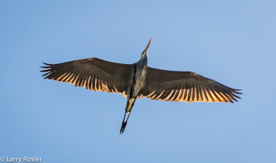Great Blue Heron, Atchafalaya Swamp