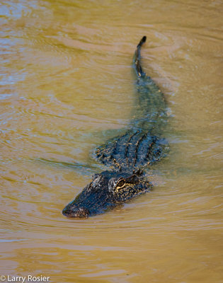 Alligator, Atchafalaya Swamp