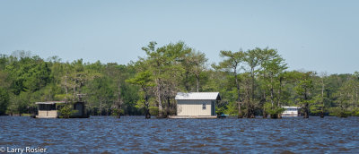 Atchafalaya Swamp