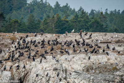 Cormorandts And Sea Gulls