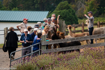 Alpaca, Krystal Acres