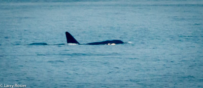 Puget Sound Orca