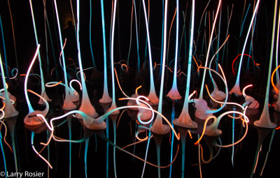 Chihuly Glass