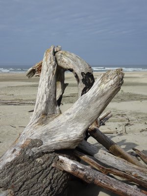 Drift wood