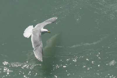 IMG_8388-crop.jpg