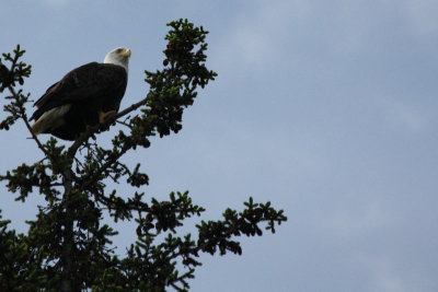 IMG_8469-crop.jpg