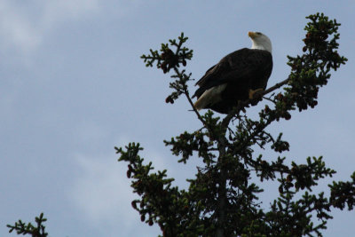 IMG_8470-crop.jpg