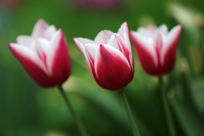 Tulips from Lancut garden
