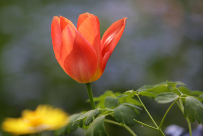Tulips from Lancut garden