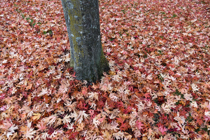 carpet