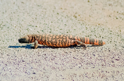 Gila Monster