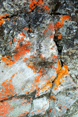 intense lichen