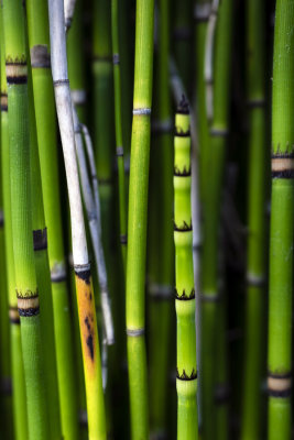 cat tail detail