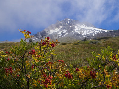 Mt. Hood