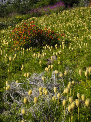 Anemone meadow
