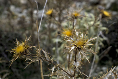 thistles