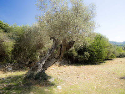 olive grove