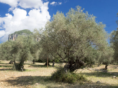 olive grove