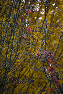 fall pastels