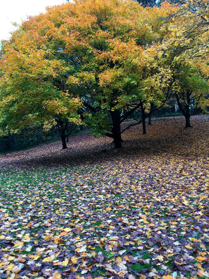 leaf carpet