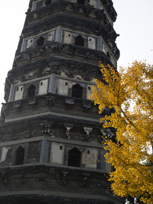 pagoda and ginko