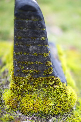 Mossy horn